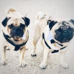 Arnold y Pope Arnold y Pope