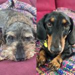 Lady y Mina Lady y Mina