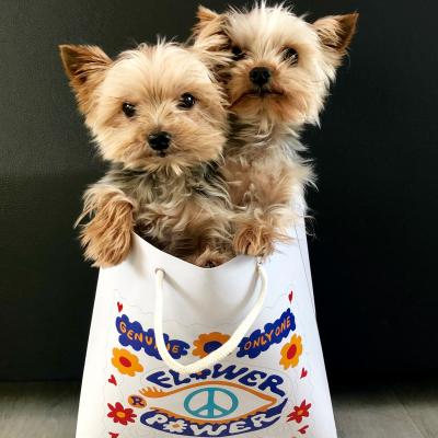 Perro con Lolo & Cristian